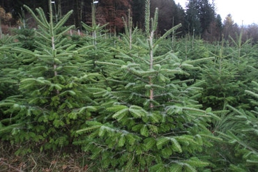 Ets Maternaud - Sapins