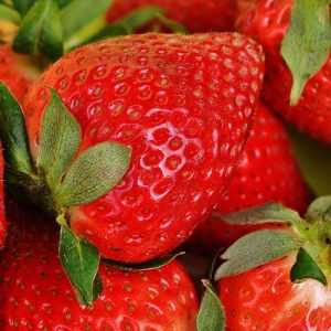 Ets Maternaud - Fraises